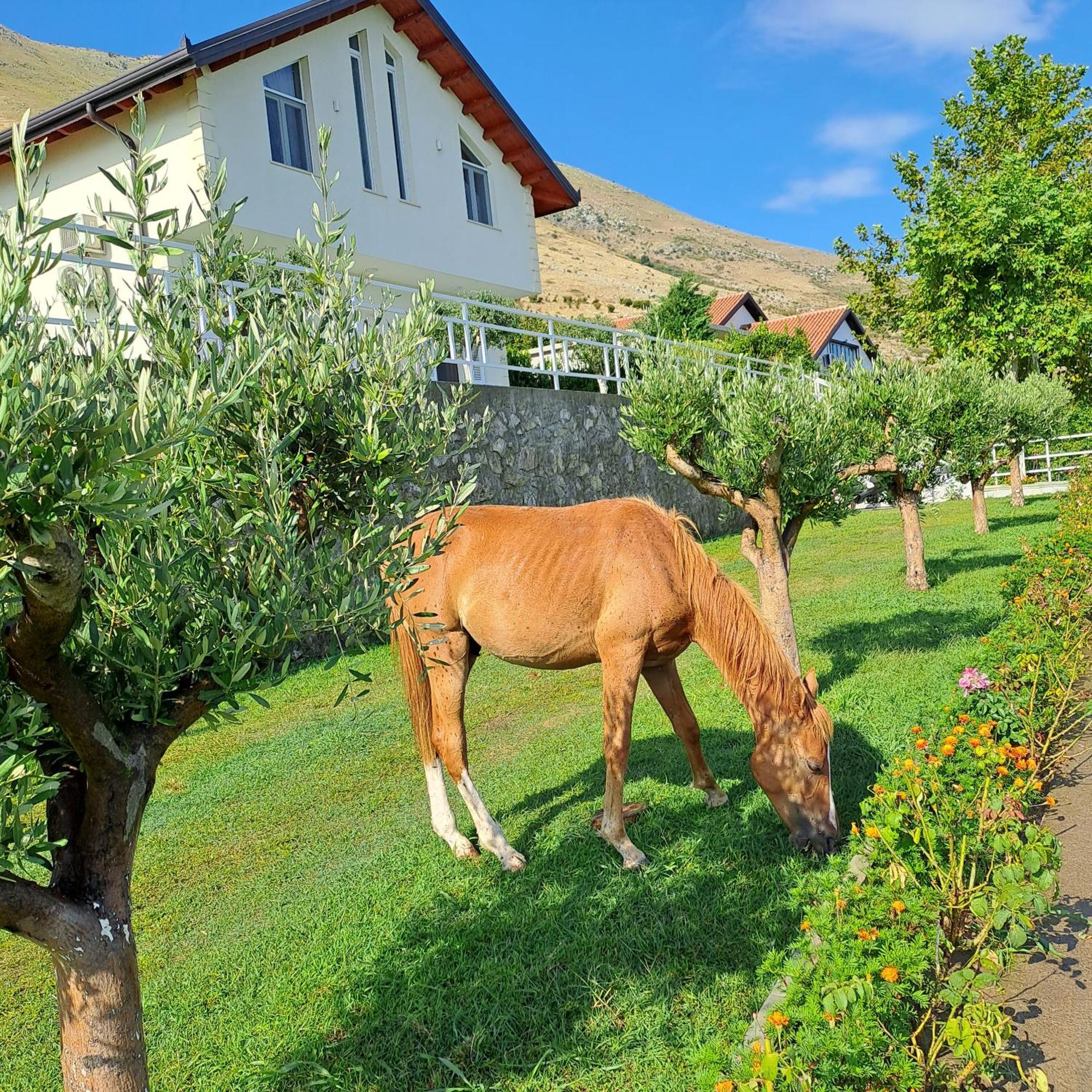 Xhuli Guesthouse Shkoder Bagian luar foto